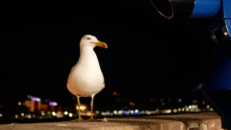 alert seagull waiting for food on a railing at night