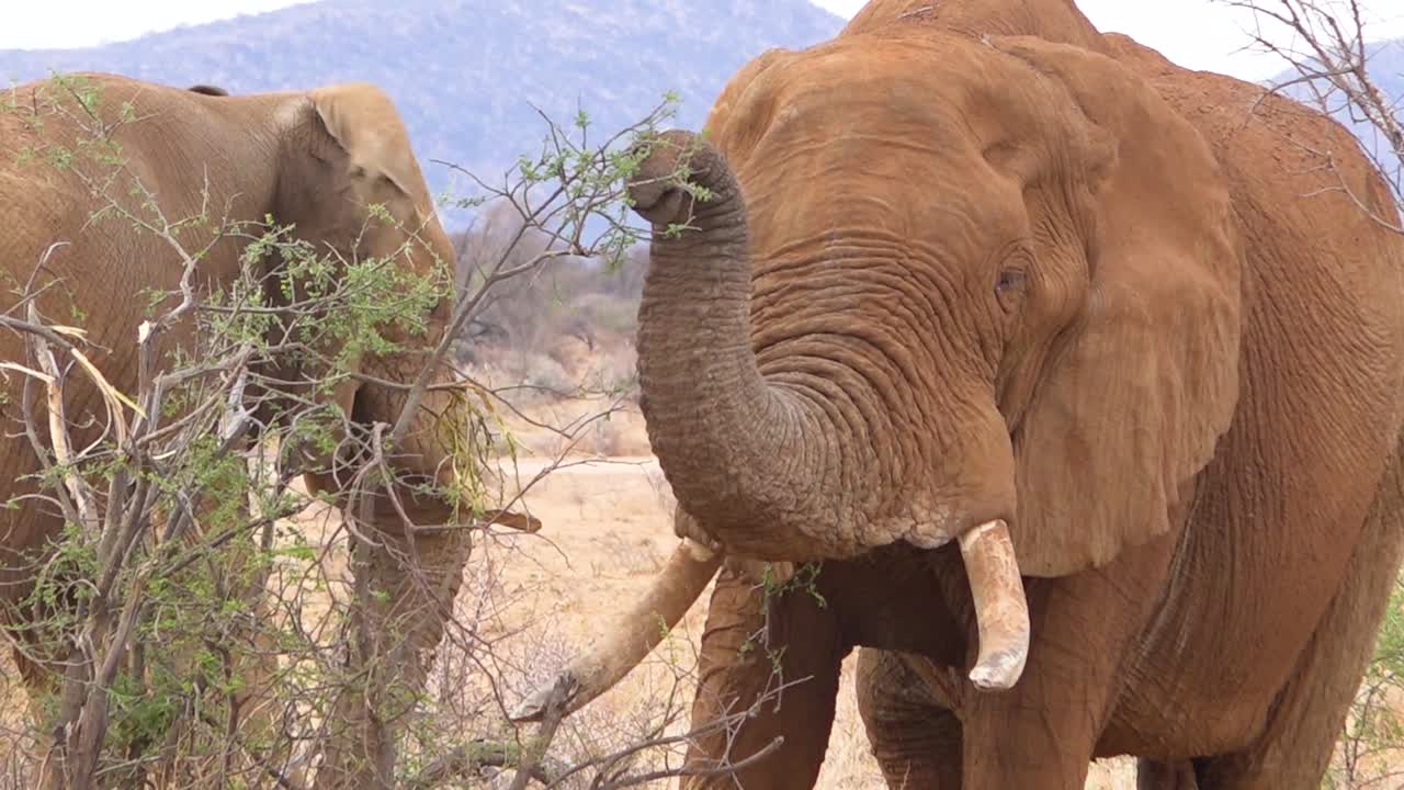 primer plano de un elefante africano grande que usa la trompa para romper ramas y comer al estilo vegetariano 1