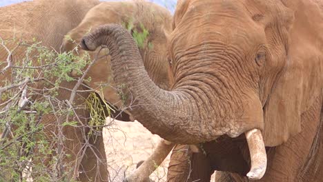 close up of a large african elephant using trunk to break off branches and eat vegetarian style 1