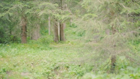 coniferous woodlands with a mossy trail in between on a sunny autumn day