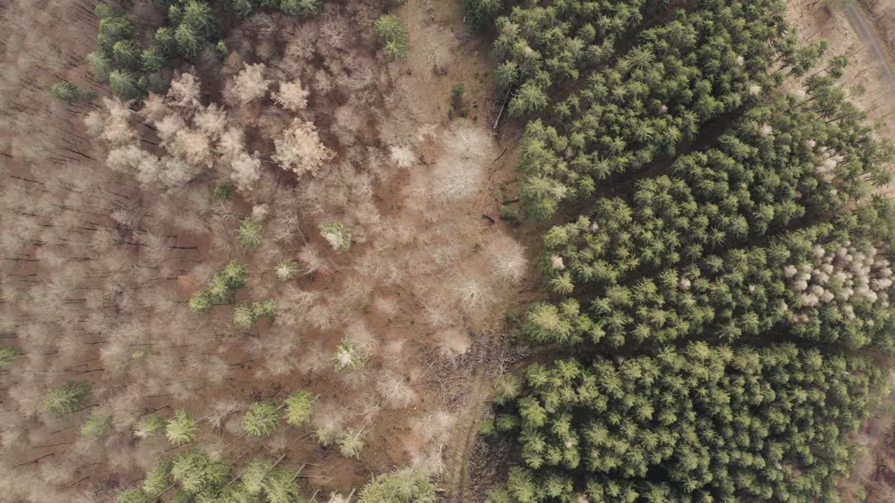 impresiones del parque nacional de harz en un día oscuro y cambiante, capturadas por un dron que volaba muy alto y entre árboles con hermosas hojas naranjas y rojas, alemania del norte, europa