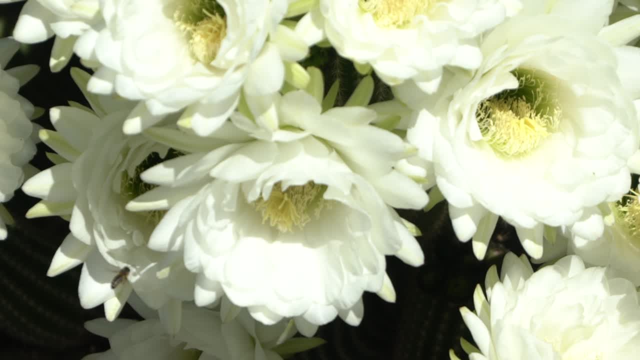 Abeja en flor blanca a cámara lenta
