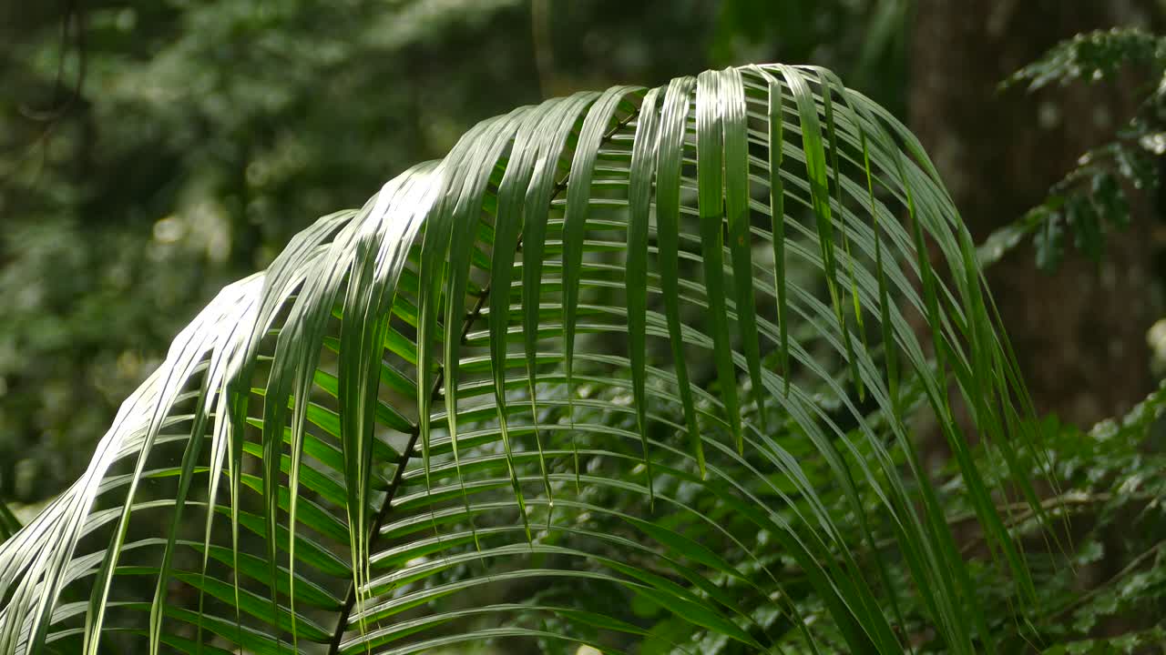 식물의 잎, 감보아 열대우림 보호구, 파나마, 정적인 클로즈업 샷