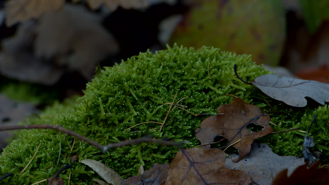 primo piano di foglie di muschio suolo della foresta autunnale con insetti