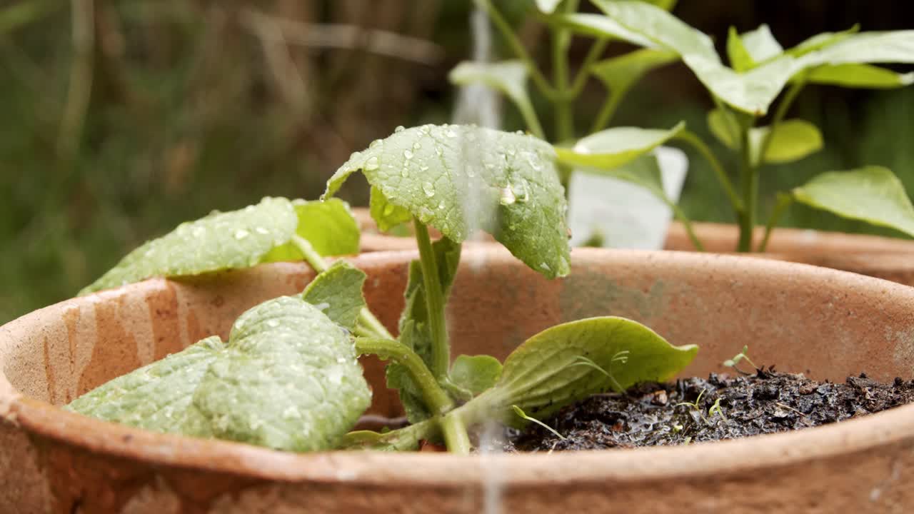 riego de plantas verdes sembradas en maceta de flores en el jardín local, primer plano