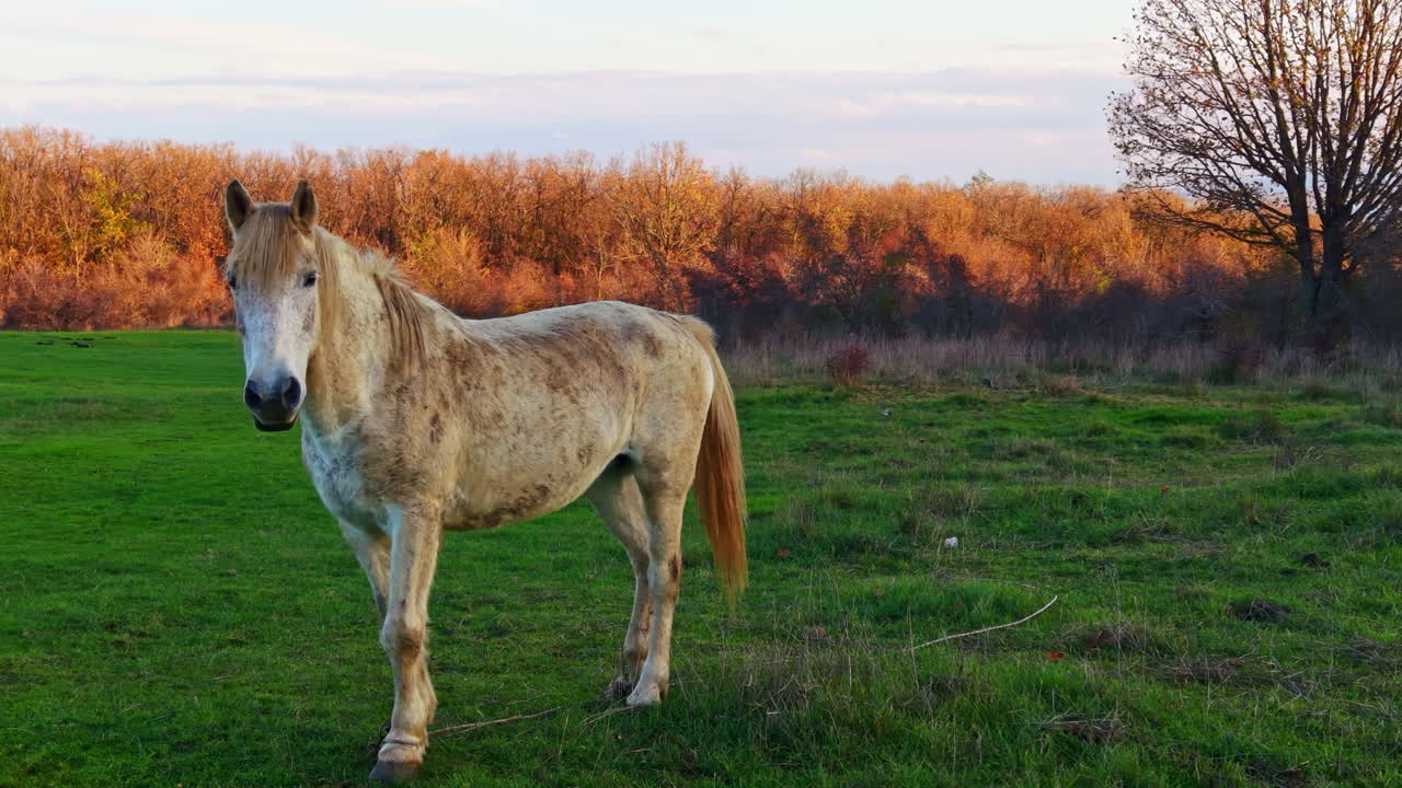 Golden horse stands gracefully in an open green field as autumn trees glow in the background during the evening light