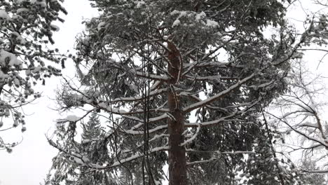 Baum-Mit-Schnee-Auf-Ästen