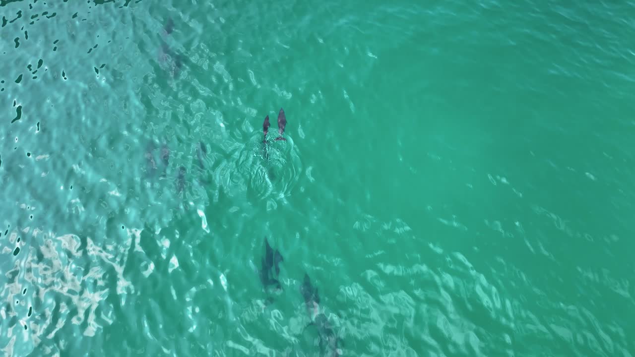 bajando el drone disparó a la madre delfín y a la cría en la costa de la isla de socotra, yemen