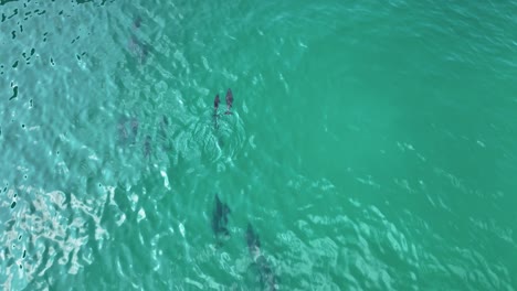 Lowering-drone-shot-to-dolphin-mother-and-calf-in-shore-of-Socotra-Island,-Yemen