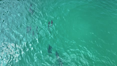 Bajando-El-Disparo-De-Un-Dron-A-La-Madre-Y-La-Cría-De-Delfines-En-La-Costa-De-La-Isla-De-Socotra,-Yemen