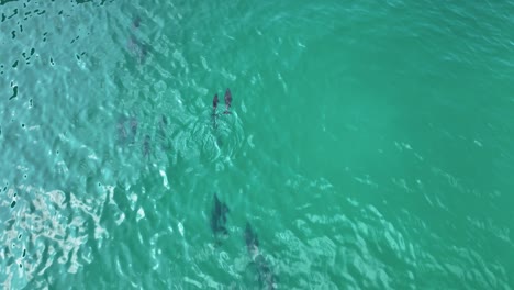 bajando el drone disparó a la madre delfín y a la cría en la costa de la isla de socotra, yemen