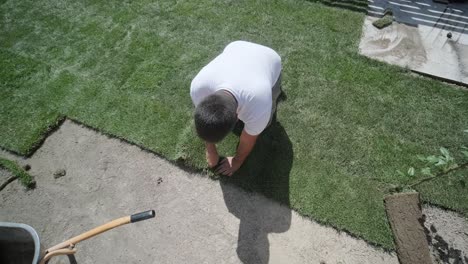 gardener laying a roll of natural lawn turf