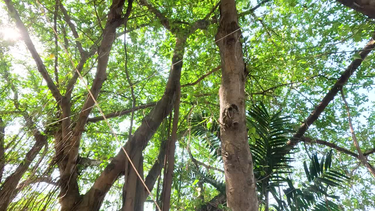 A tranquil view of a large tree with sunlight filtering through leaves in a lush Bangkok park