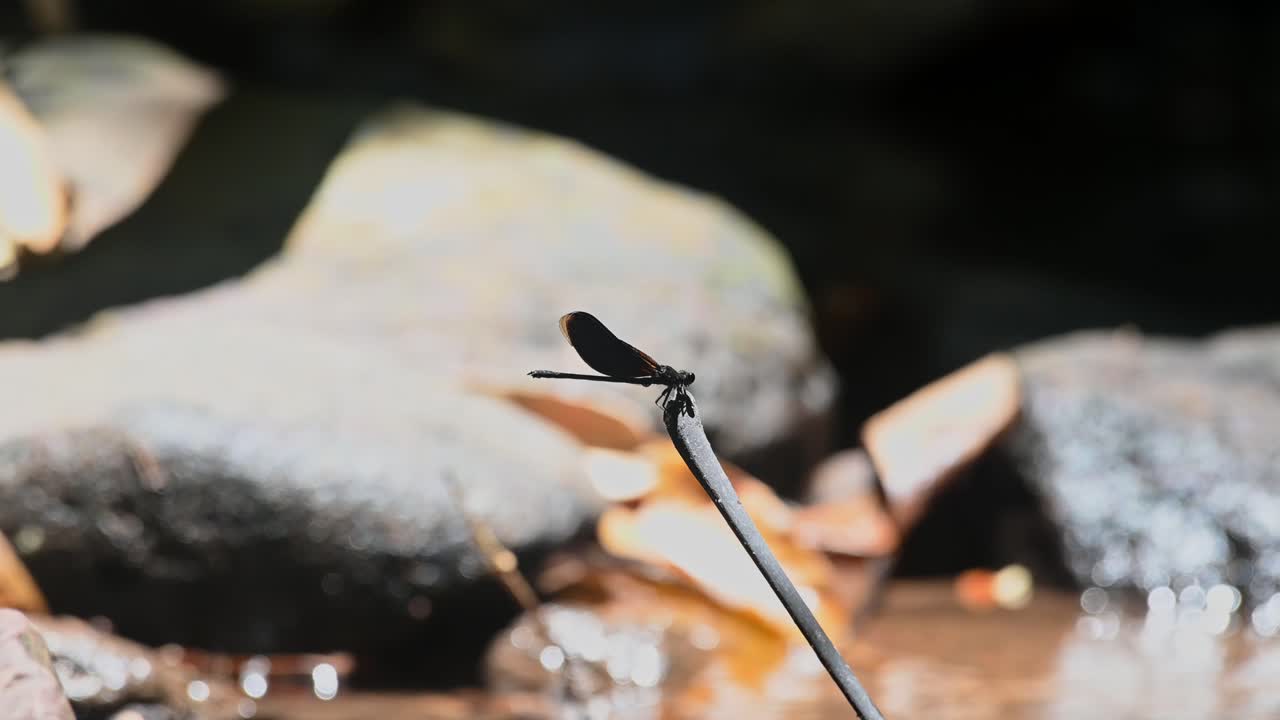 A black damselfly is perching motionless on a tiny twig beside a river in a jungle in Thailand, as another insect is flying around it.