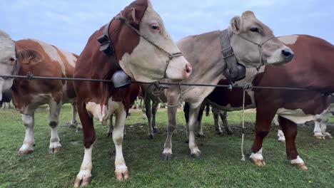 Beautiful-brown-cows-tied-with-chains-at-livestock-fair