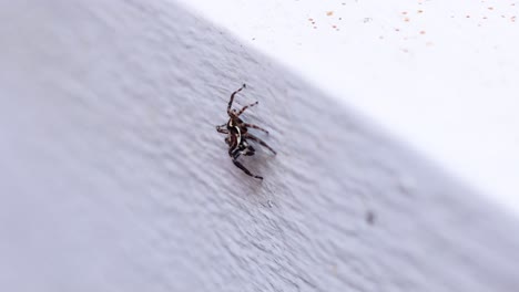 una araña se mueve a través de una pared blanca