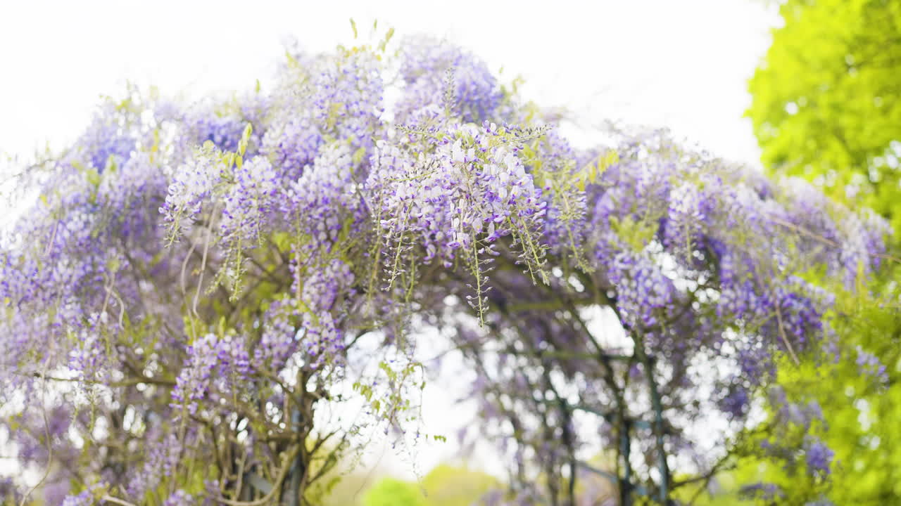 Purple Wisteria Arch