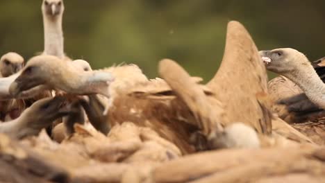 Griffon-vultures-in-feeding-frenzy-at-a-carcass,-Aragon,-Spain,-slo-mo