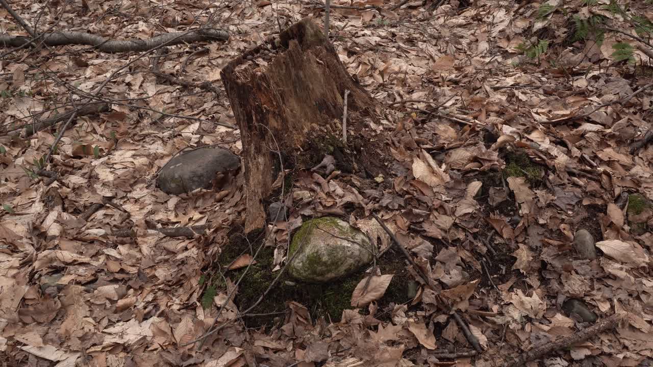 A decomposed tree trunk in the forest is the central focus of this cinematic scene. All around on the ground, we see dead leaves at the beginning of spring.