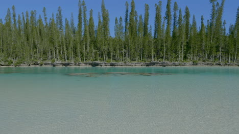 Aerial-rise-revealing-columnar-pines-along-natural-pool,-Oro,-Isle-of-Pines