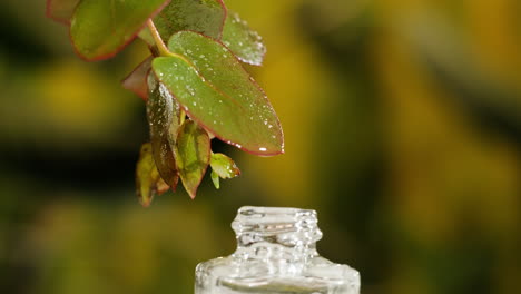 eucalyptus leaves and essential oil