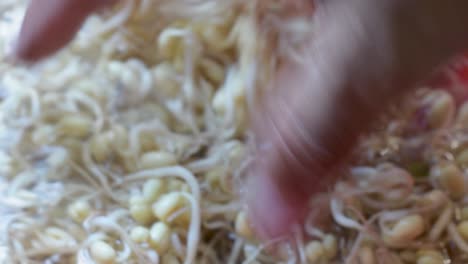 man hands clean growing seed sprouts with water at home, close up