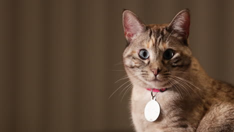 a beautiful pet cat sitting quietly and looking directly at the camera - slow motion