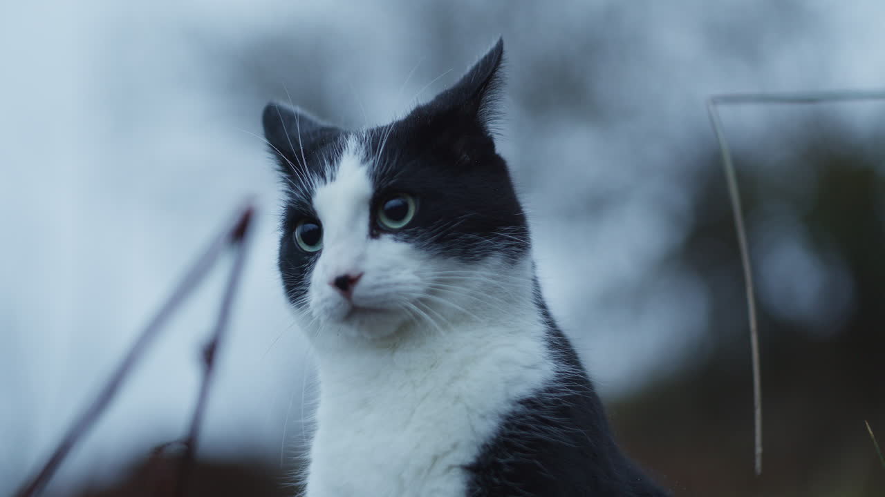 밖에서 고양이가 주위를 둘러보고, 클로즈업 애완동물