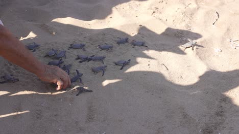 a man digs green turtle hatchlings out of the sand and gently places them down so they can run to the sea