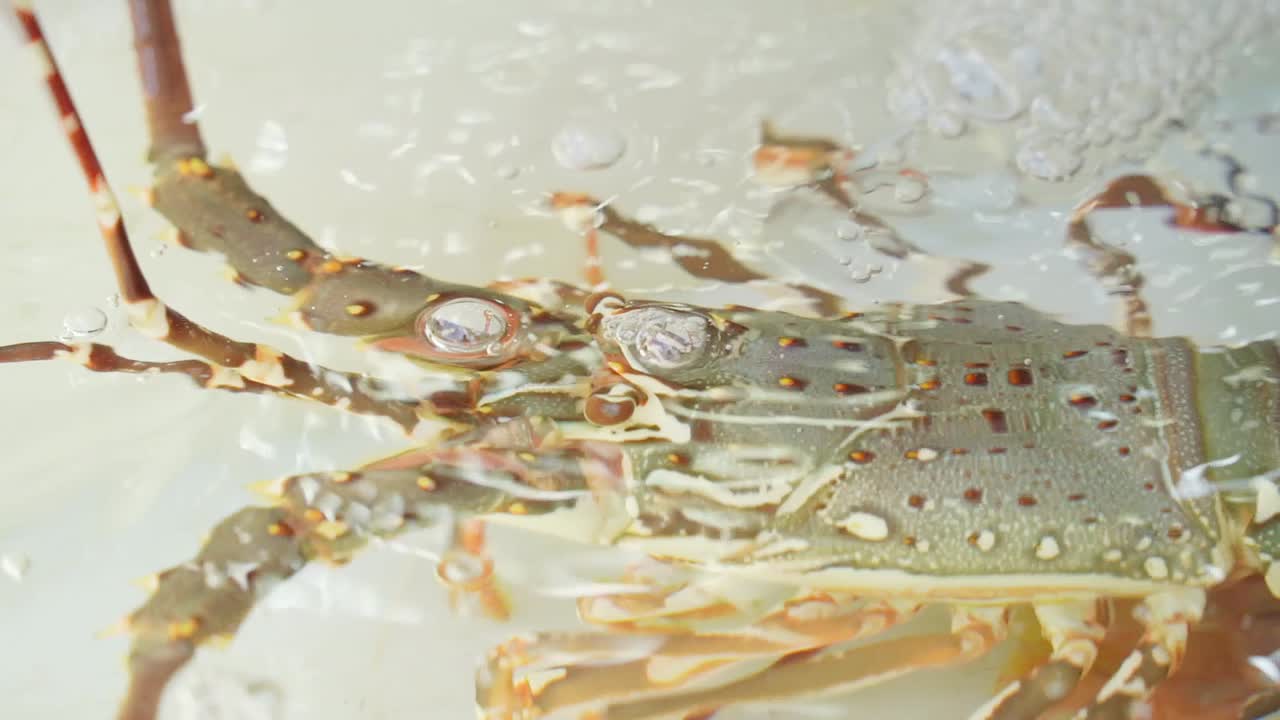 물 속의 살아있는 호박