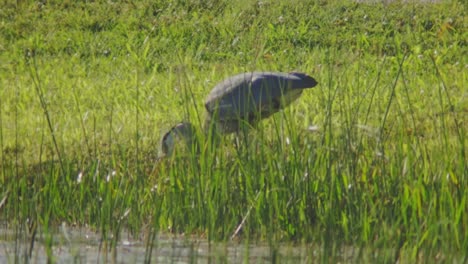 Great-Blue-Heron-With-Catch-Fish-Eating-On-The-Grass