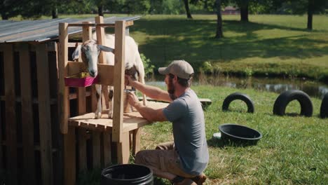 young-farmer-milking-white-goat-filling-a-bucket-with-fresh-healthy-milk,-off-grid-rural-lifestyle