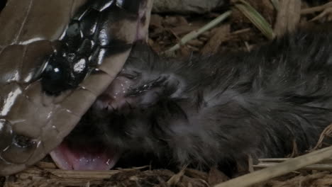 macro close up of false water cobra eating a mouse