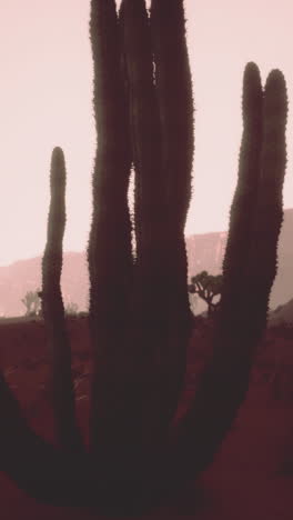 silueta de cactus del desierto