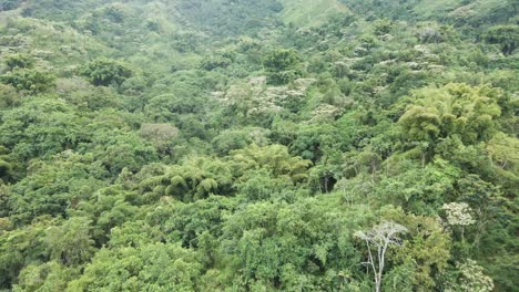 Drone-pans-over-the-densely-packed-forested-canopies-of-the-Sierra-Nevada,-Colombia