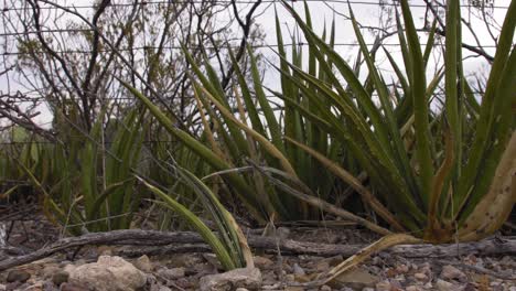 Dolly-De-Izquierda-A-Derecha-En-Un-Cactus-De-Yuca-En-El-Oeste-De-Texas-4k