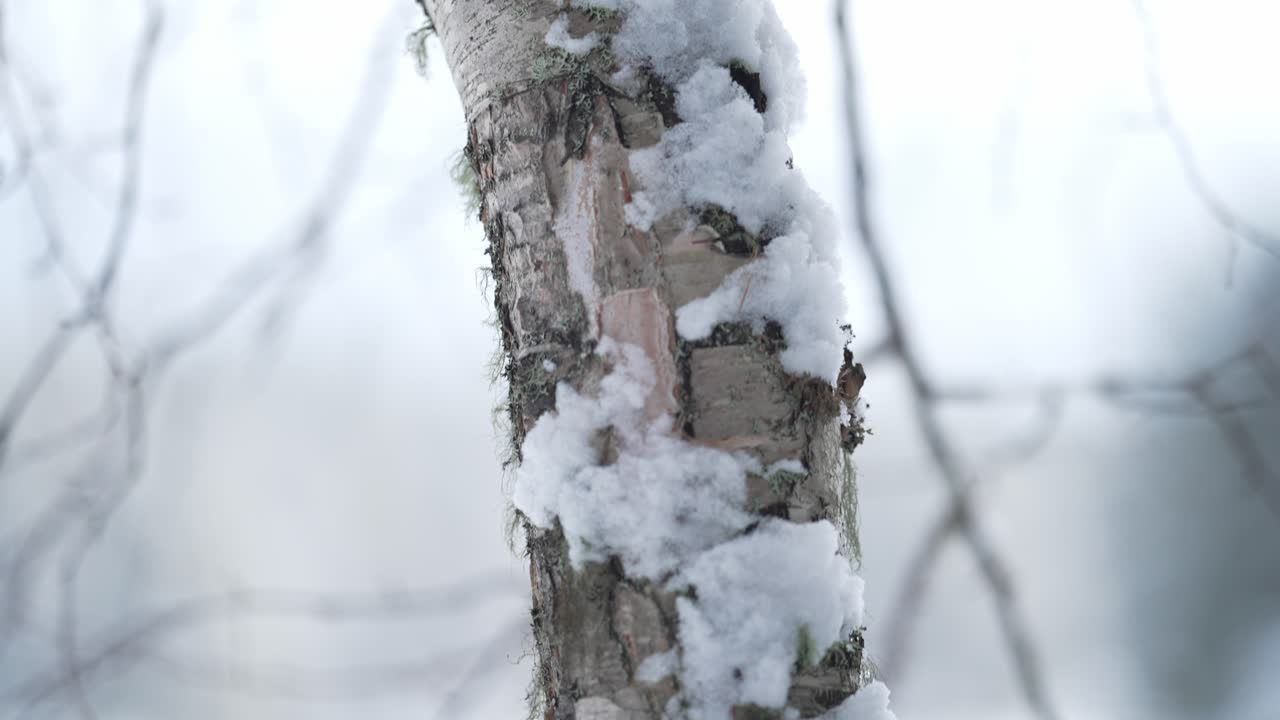 Tree Bark Covered With Fresh Snow During Winter. Tracking Shot