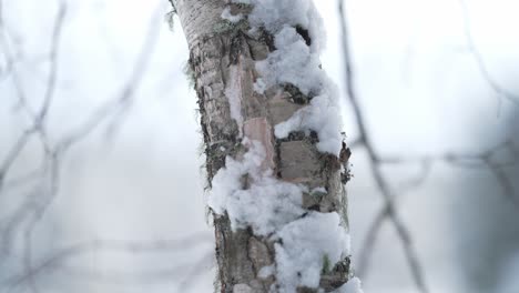 tree bark covered with fresh snow during winter. tracking shot