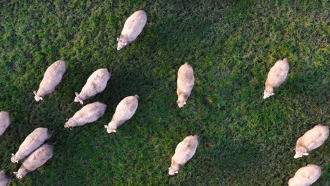 Luftaufnahme-Von-Schafen,-Die-Auf-Einem-Feld-Mit-Grünem-Gras-Grasen