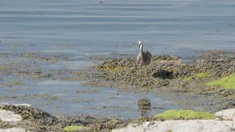 Weißgesichtsreiher-Auf-Der-Suche-Nach-Nahrung-Im-Wasser-In-Kaikoura,-Neuseeland