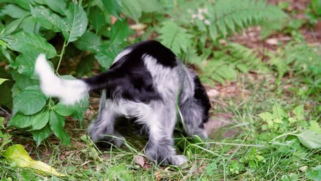 cute spaniel puppy dog caught digging hole, falls over, fixed soft focus