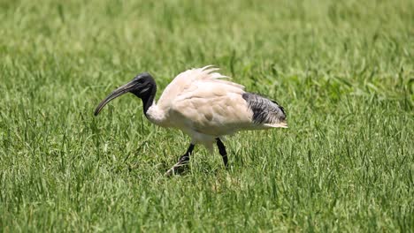 pájaro picoteando el suelo, en busca de alimento