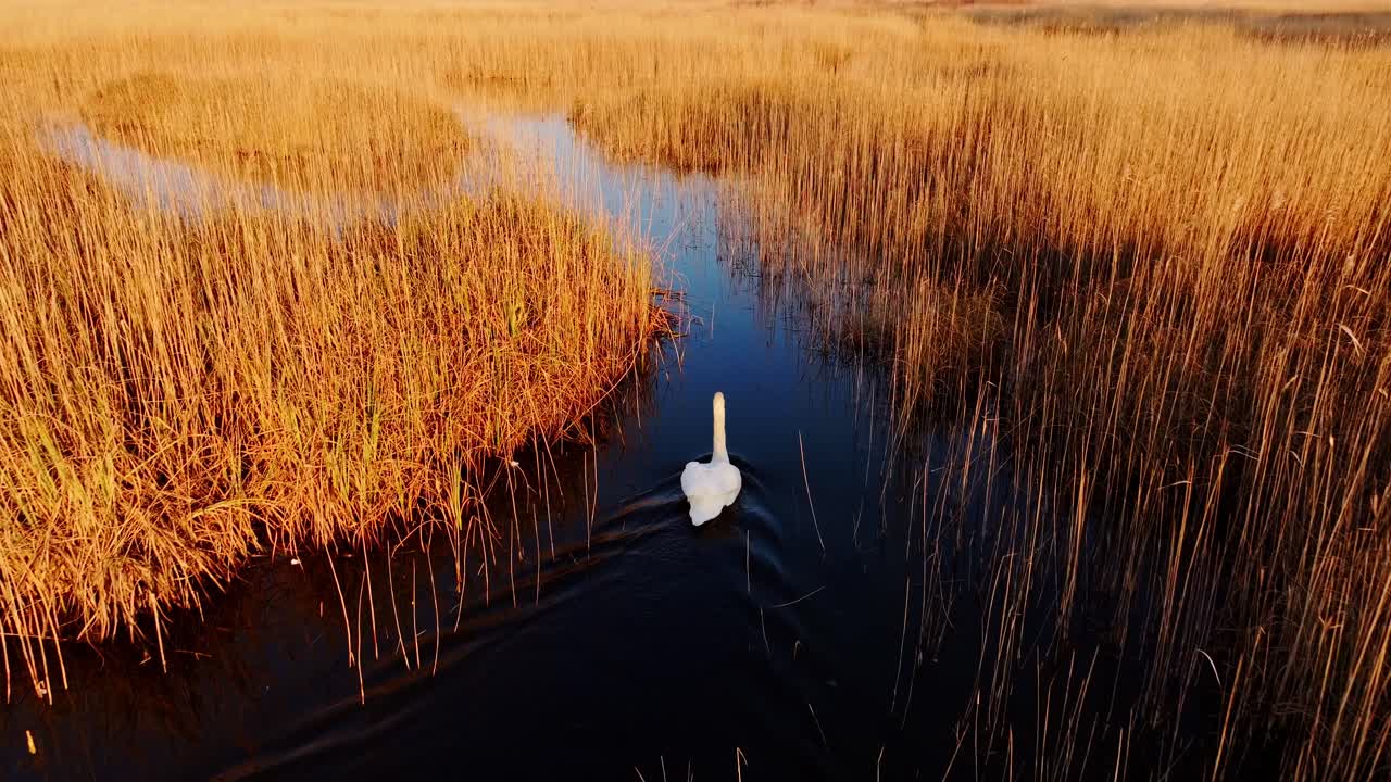 Elegant swan swimming down narrow reed trail in glowing sunrise on Latvian lake