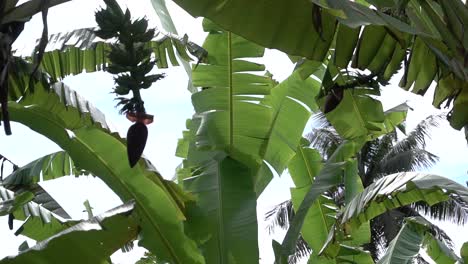 plantación de banano con brisa fresca moviendo suavemente las hojas grandes