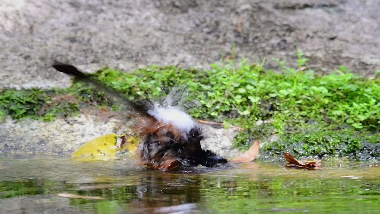 더운 날 숲에서 목욕하는 흰 엉덩이 샤마, copsychus malabaricus, 슬로우 모션