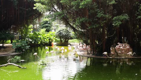 los flamencos se reúnen junto a un estanque verde exuberante