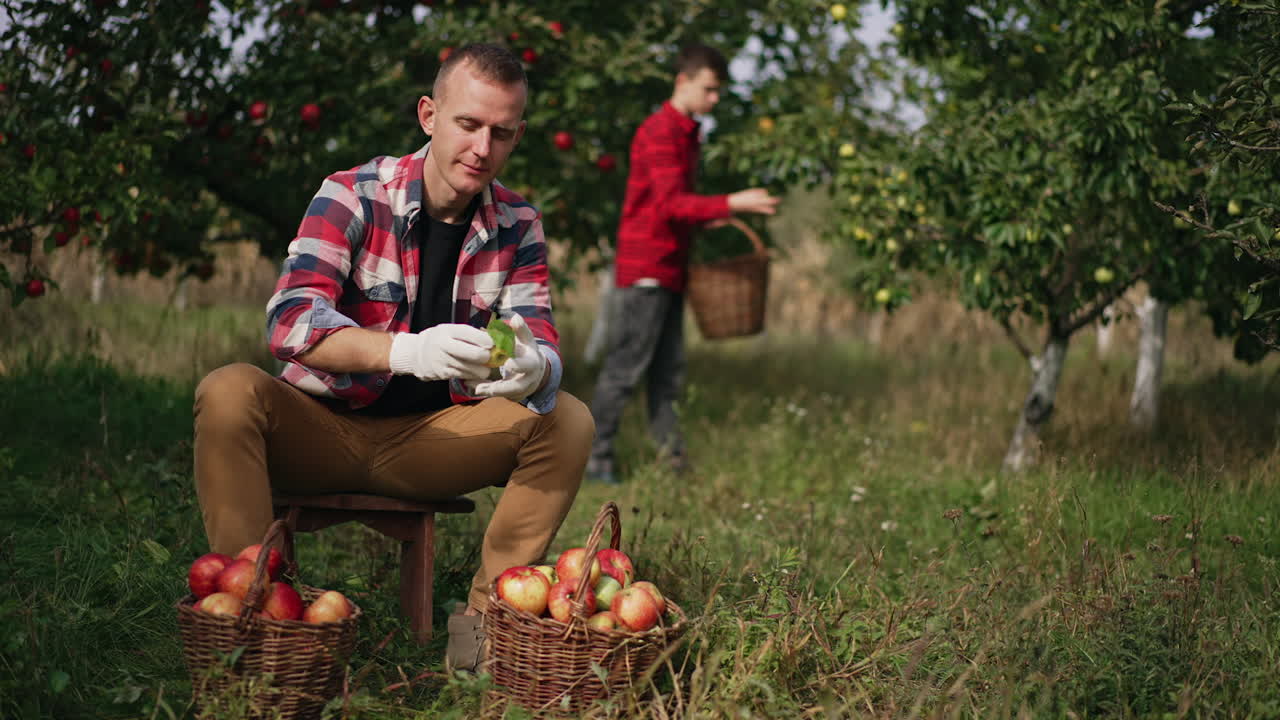 Mid aged male farmer sitting in the garden with two baskets full of apples in front of him. Man is sorting the apples and throwing away green leaves. Teenage boy picking crops of fruit at backdrop in blur.
