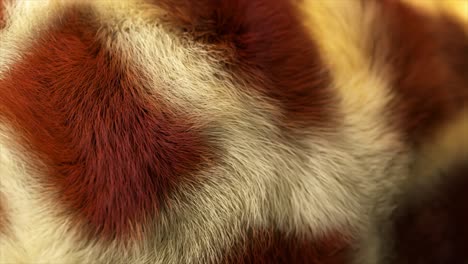 abstract fur texture