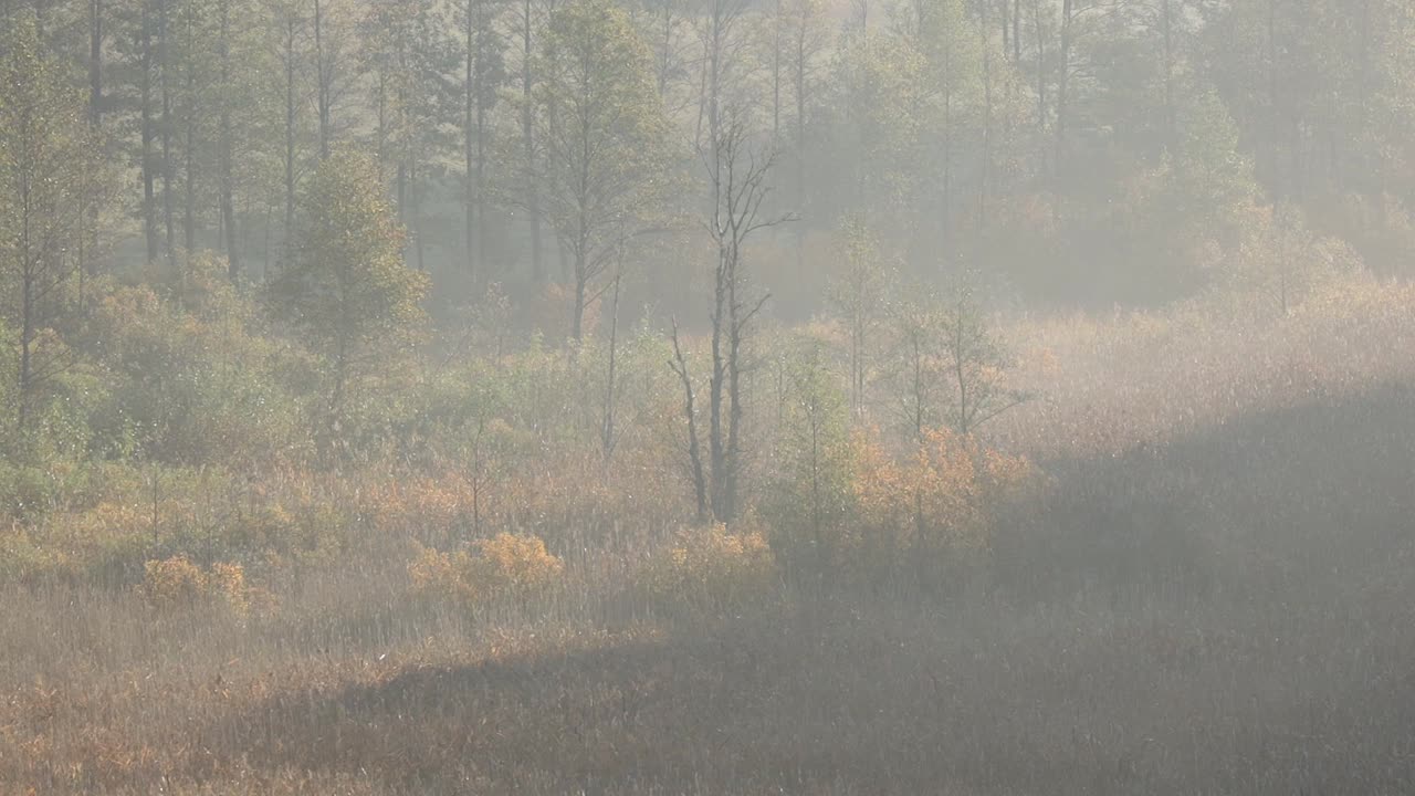 안개로 뒤덮인 놀라운 떠오르는 태양이 비추는 나무