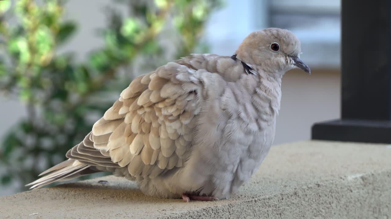 Close up of a collared dove sitting on a stone surface